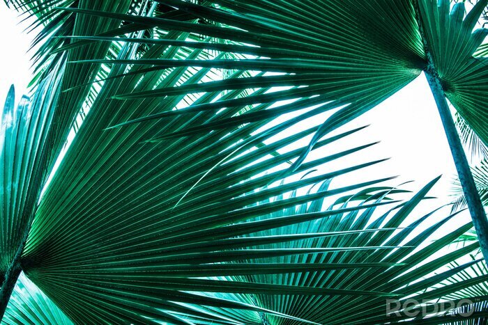 Fotobehang Palmbladeren in groen