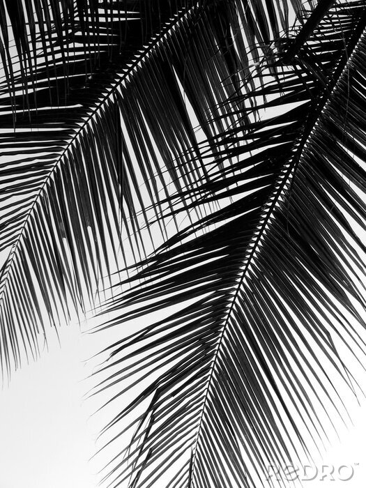 Fotobehang Palmbladeren in zwarte en witte kleuren