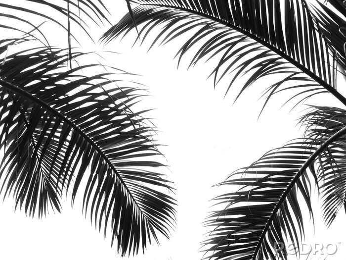 Fotobehang Palmbladeren op een witte achtergrond
