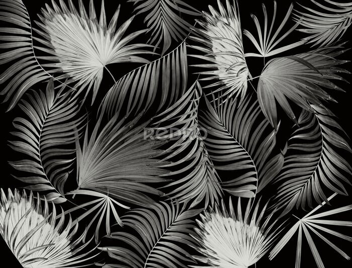 Fotobehang Palmbladeren op een zwarte achtergrond