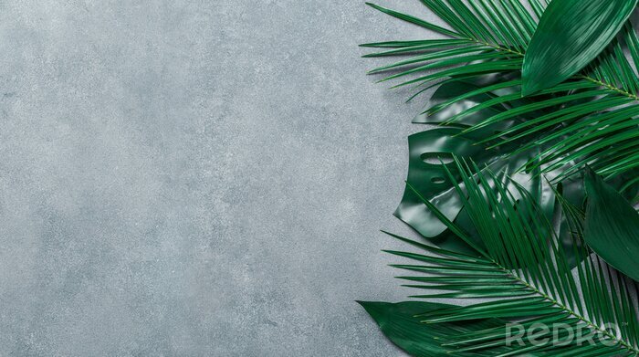 Fotobehang Palmbladeren op grijze achtergrond
