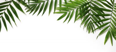 Fotobehang Palmbladeren op witte achtergrond