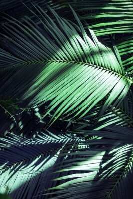 Palmbladeren verlicht door de stralen van de zon