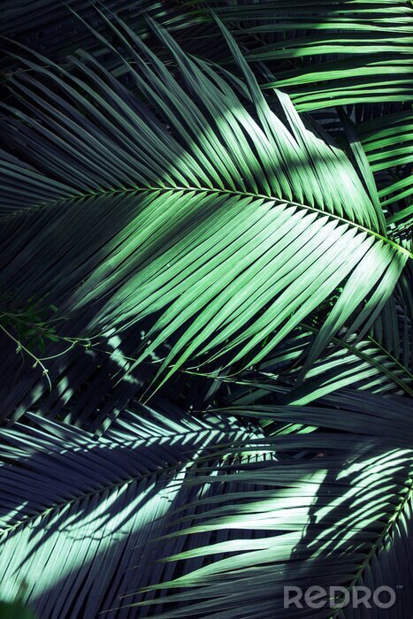 Fotobehang Palmbladeren verlicht door de stralen van de zon