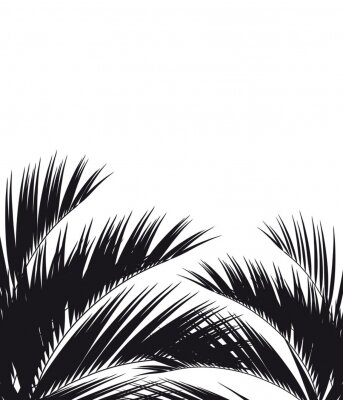 Fotobehang Palmbladeren zwart-wit