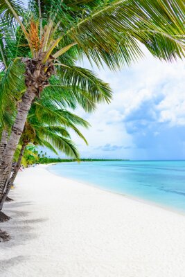 Palmbomen bij een leeg strand