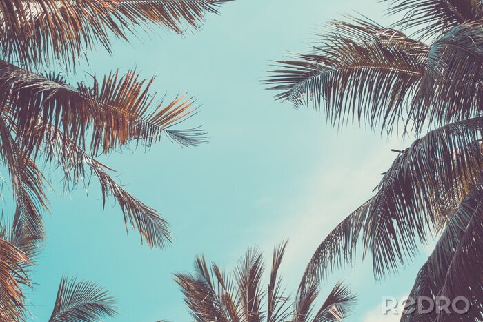 Fotobehang Palmbomen en bladeren op hemelachtergrond