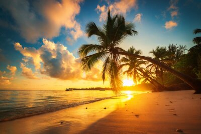 Palmbomen en exotische zonsondergang