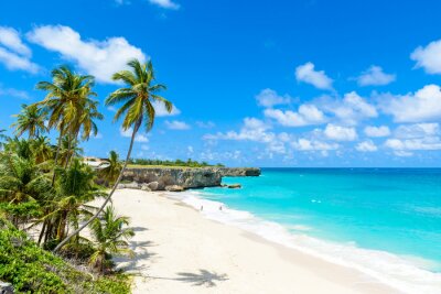 Palmbomen en stranden in Barbados