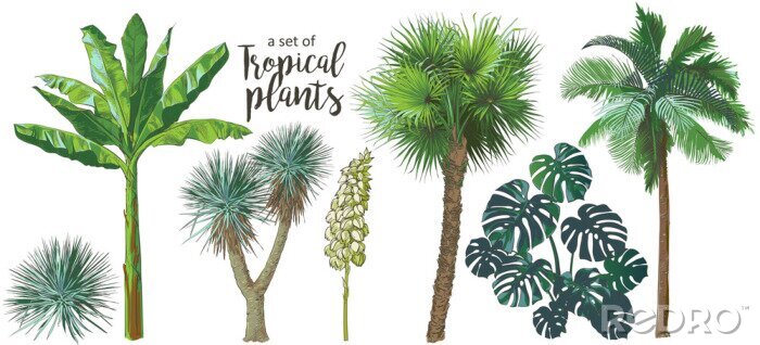 Fotobehang Palmbomen en tropische planten op witte achtergrond