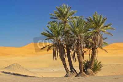 Fotobehang Palmbomen in de Sahara woestijn