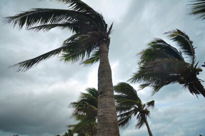 Fotobehang Palmbomen in de wind