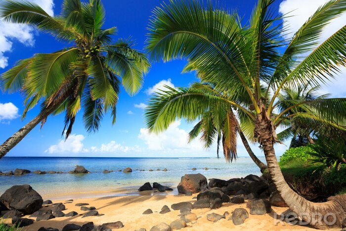 Fotobehang Palmbomen in Hawaii