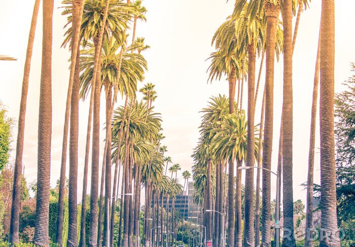 Fotobehang Palmbomen in Los Angeles
