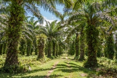 Fotobehang Palmbomen in Madagascar
