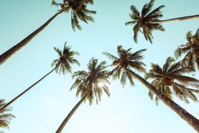Palmbomen in vintage tinten op zonnige hemelachtergrond