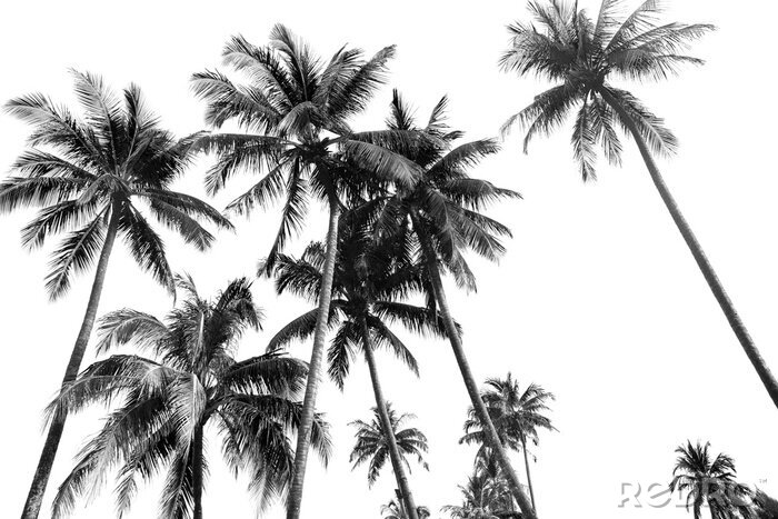 Fotobehang Palmbomen in zwart en wit