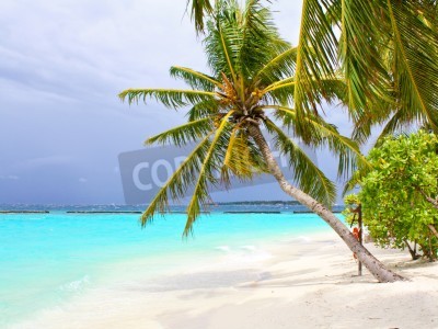 Fotobehang Palmbomen met kokosnoten op het strand