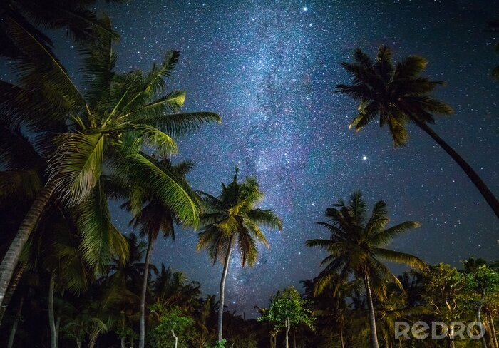 Fotobehang Palmbomen op een achtergrond met sterrenhemel