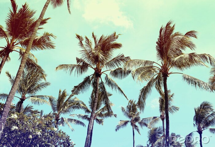 Fotobehang Palmbomen op het strand