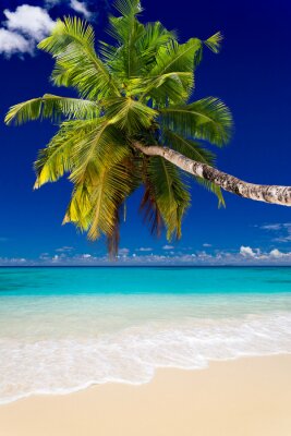 Palmboom boven het strand en de tropische zee