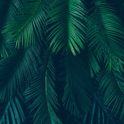 Fotobehang Palmboom en donkergroene bladeren