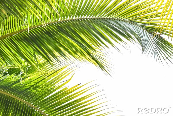 Fotobehang Palmboom en groene bladeren