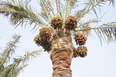 Fotobehang Palmboom en natuur