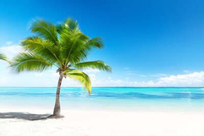 Fotobehang Palmboom en oceaan