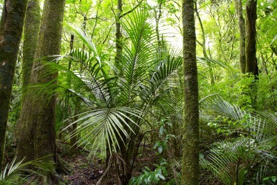 Fotobehang Palmboom in de tropische jungle