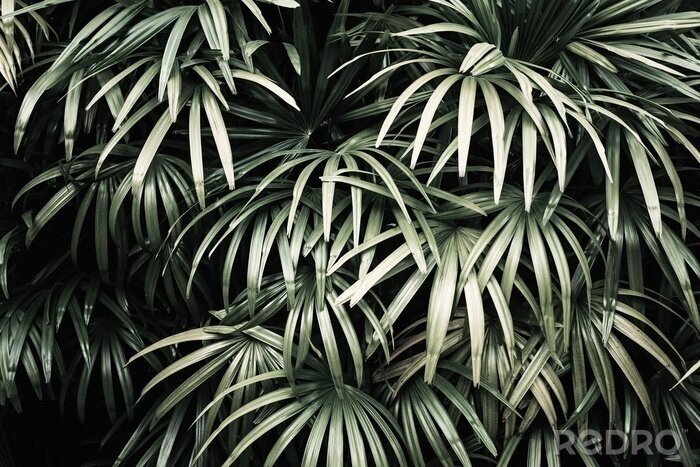 Fotobehang Palmboom in macro weergave