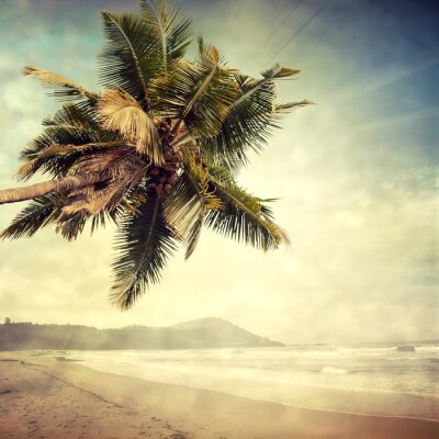 Palmboom op een onbewoond eiland