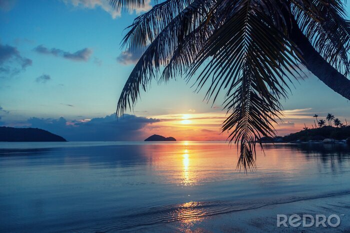 Fotobehang Palmboom op het strand bij zonsondergang