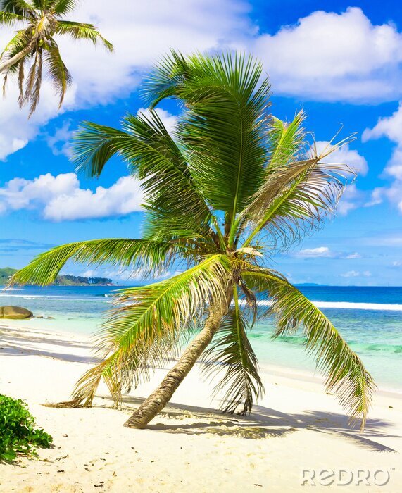 Fotobehang Palmboom op het zand en de zee