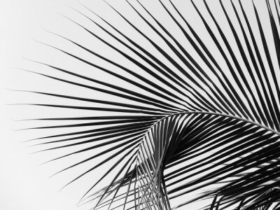 Fotobehang Palmboom zwart-wit
