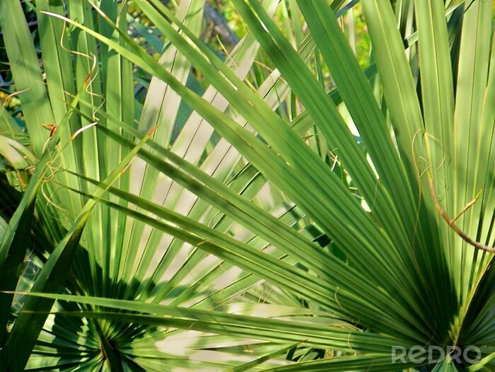 Fotobehang Palmplanten