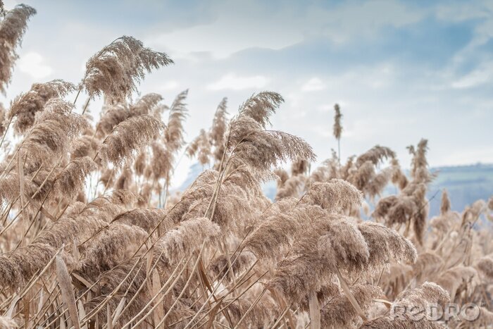 Fotobehang Pampas grass(Cortaderia selloana), reed, reed seeds. Golden reeds sway in the wind against the blue sky. Abstract natural background. Beautiful pattern in neutral colors. Selective focus.
