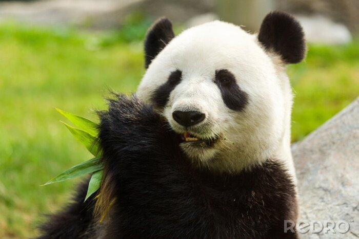 Fotobehang Panda die bamboebladeren eet