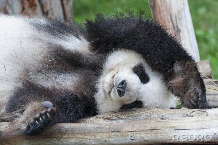 Fotobehang Panda die op een boom slaapt