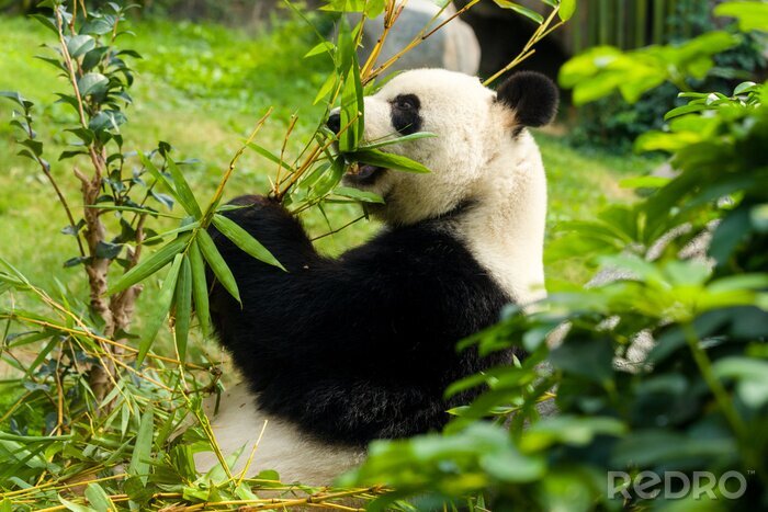 Fotobehang Panda eet bamboebladeren