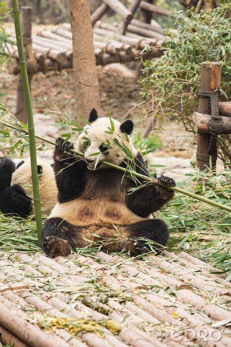 Fotobehang Panda eet bamboestengels