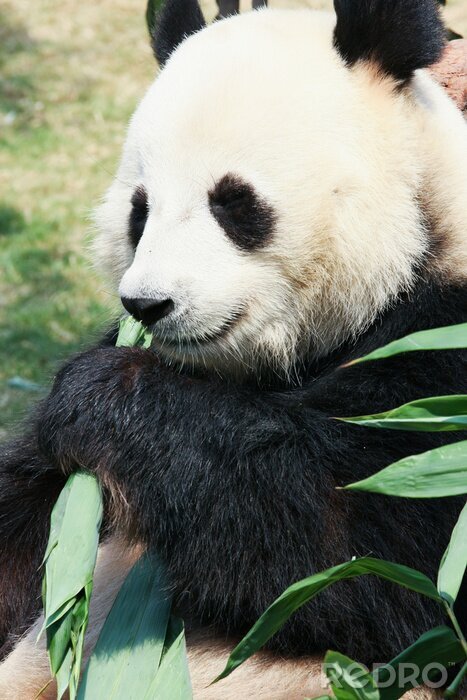 Fotobehang Panda eet groene bladeren