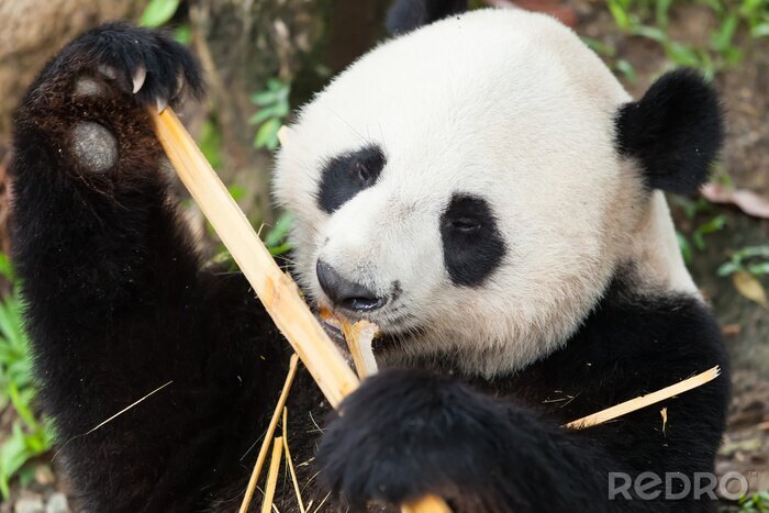 Fotobehang Panda eet stengels