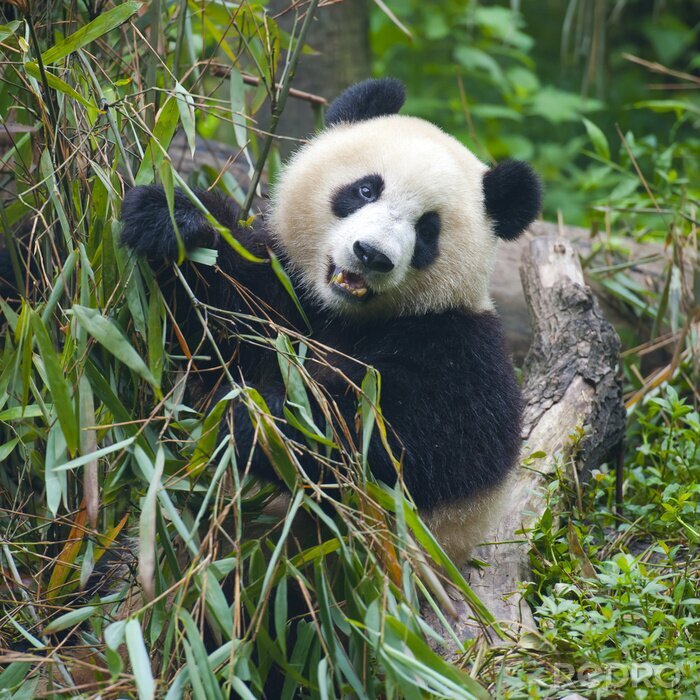 Fotobehang Panda en bamboe