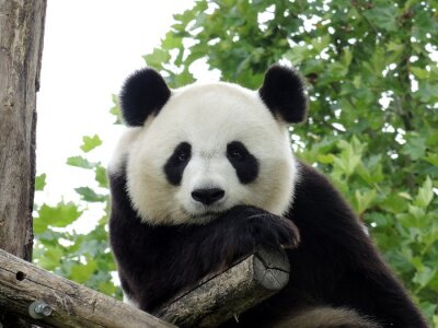 Panda Geant 3