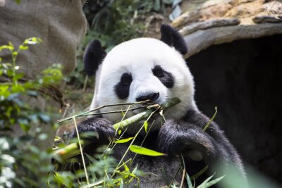 Fotobehang Panda in bamboe bladeren