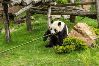Fotobehang Panda in een groen park