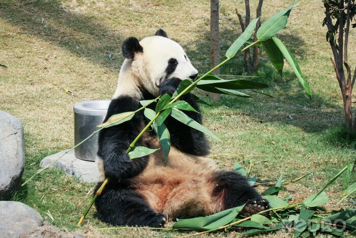 Fotobehang Panda in een park