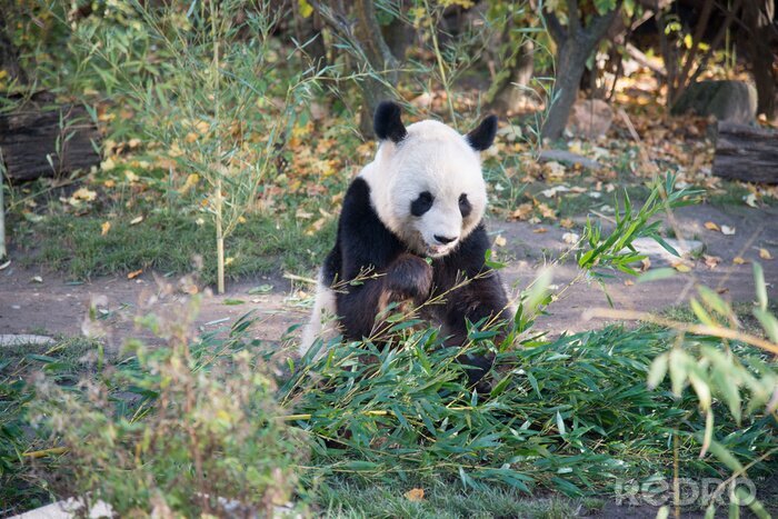 Fotobehang Panda in natuurlijke omgeving
