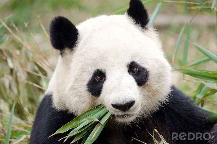 Fotobehang Panda met bladeren